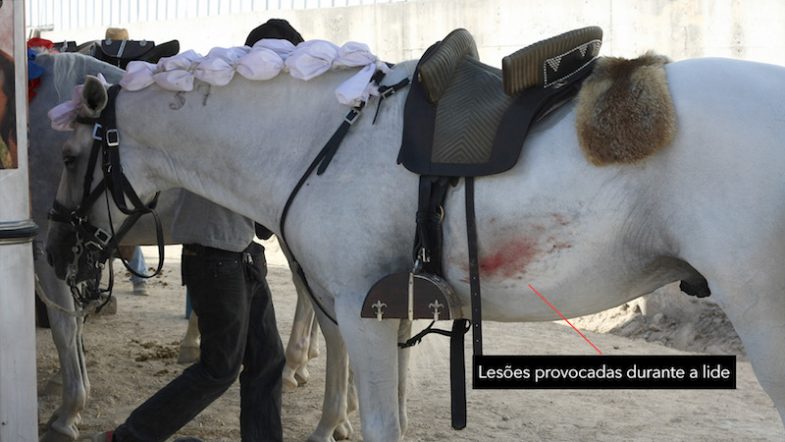 Cavalos feridos em touradas em Portugal.