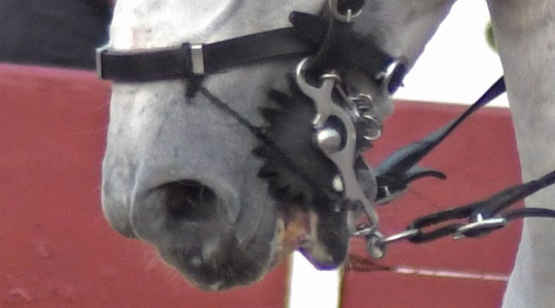 Cavalo de toureio em Portugal