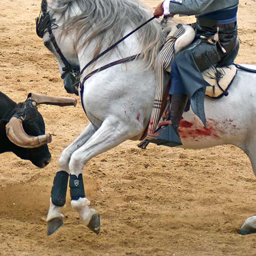 Cavalo ferido em tourada na Azambuja em 2022.