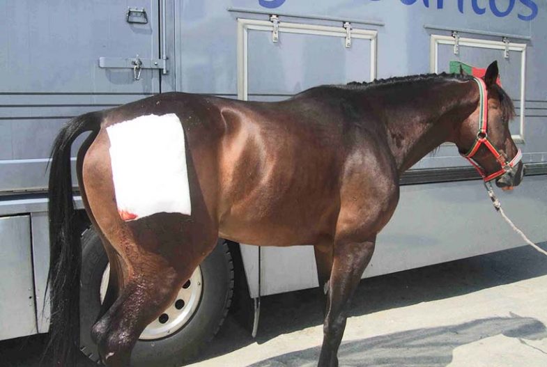 Cavalo ferido em tourada