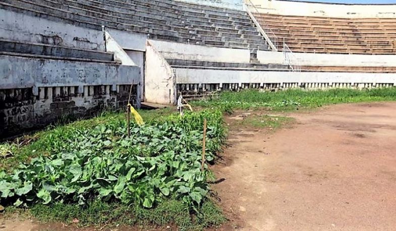 Horta cultivada na arena da praça de touros de Maputo.