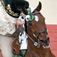 Cavalo de toureio ferido