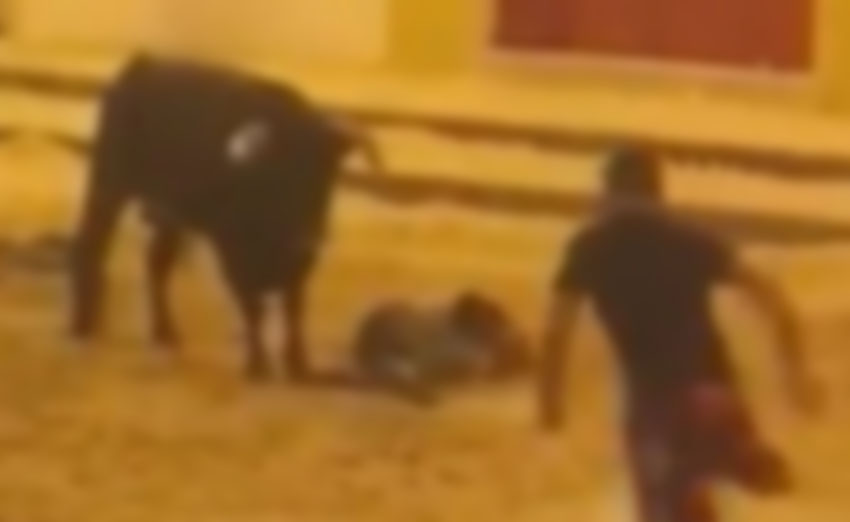 violência das largadas de touros em Portugal