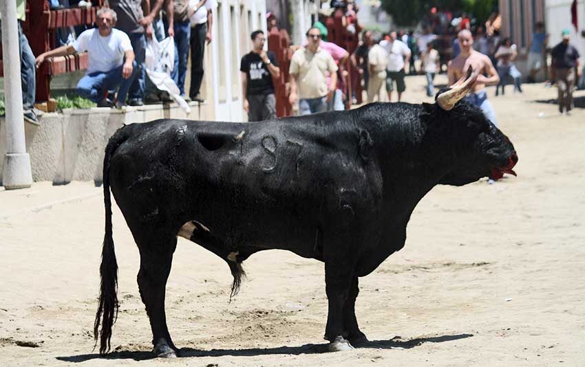 Largada de touros