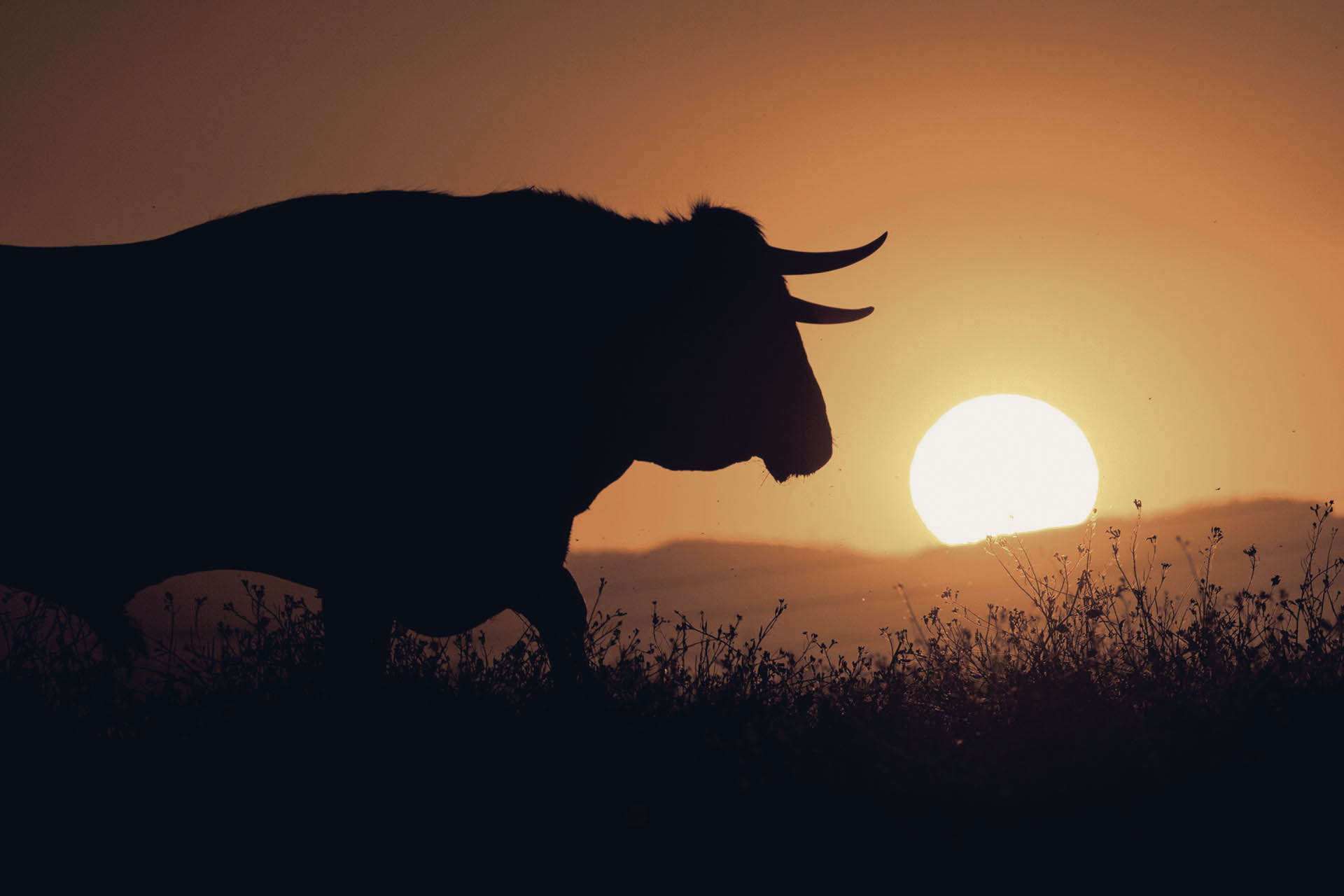 Touros na Moita em domingo de sol - Cultura - Correio da Manhã