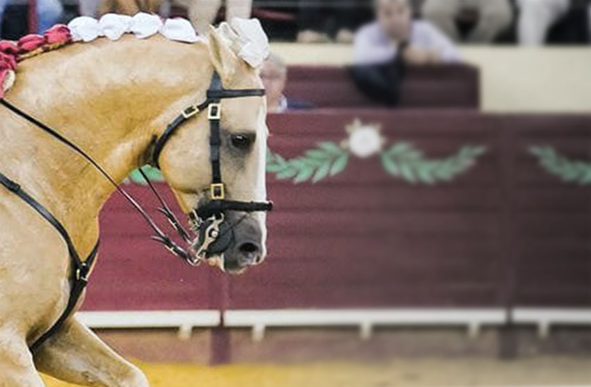Cavalo Douro - Luís Rouxinol Jr