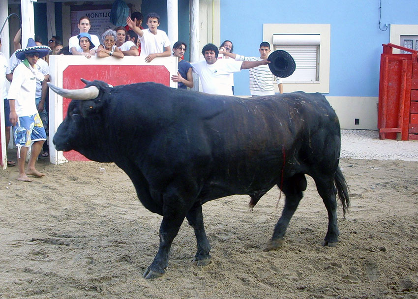 Largada de touros