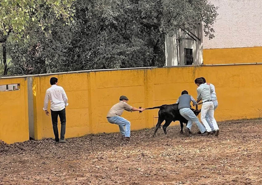 Garraiada da Juventude CHEGA