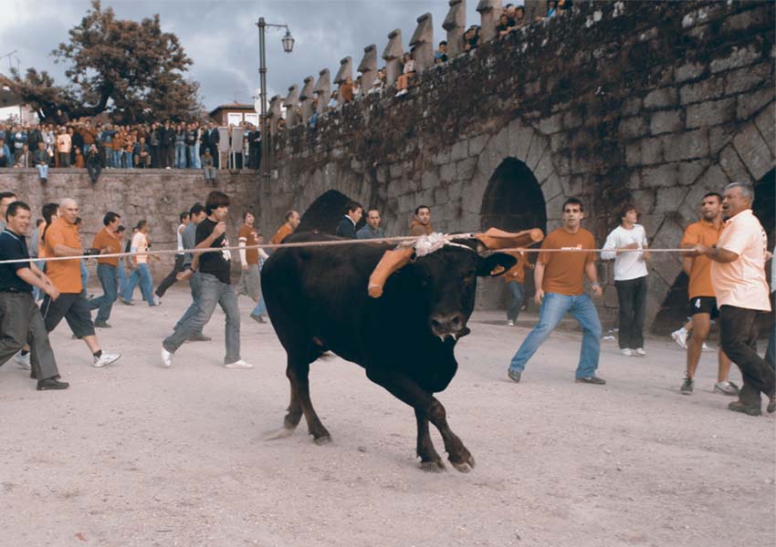 Vaca das Cordas