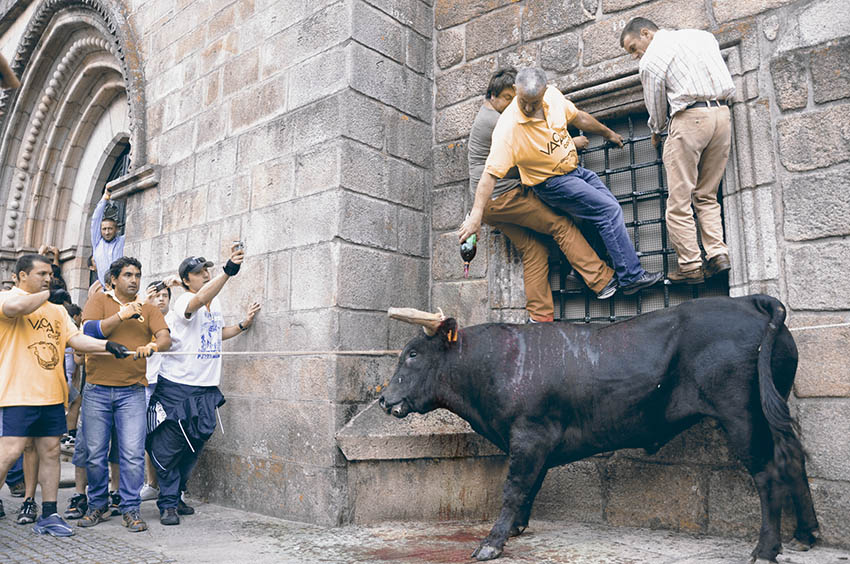 Vaca das cordas - Ponte de Lima